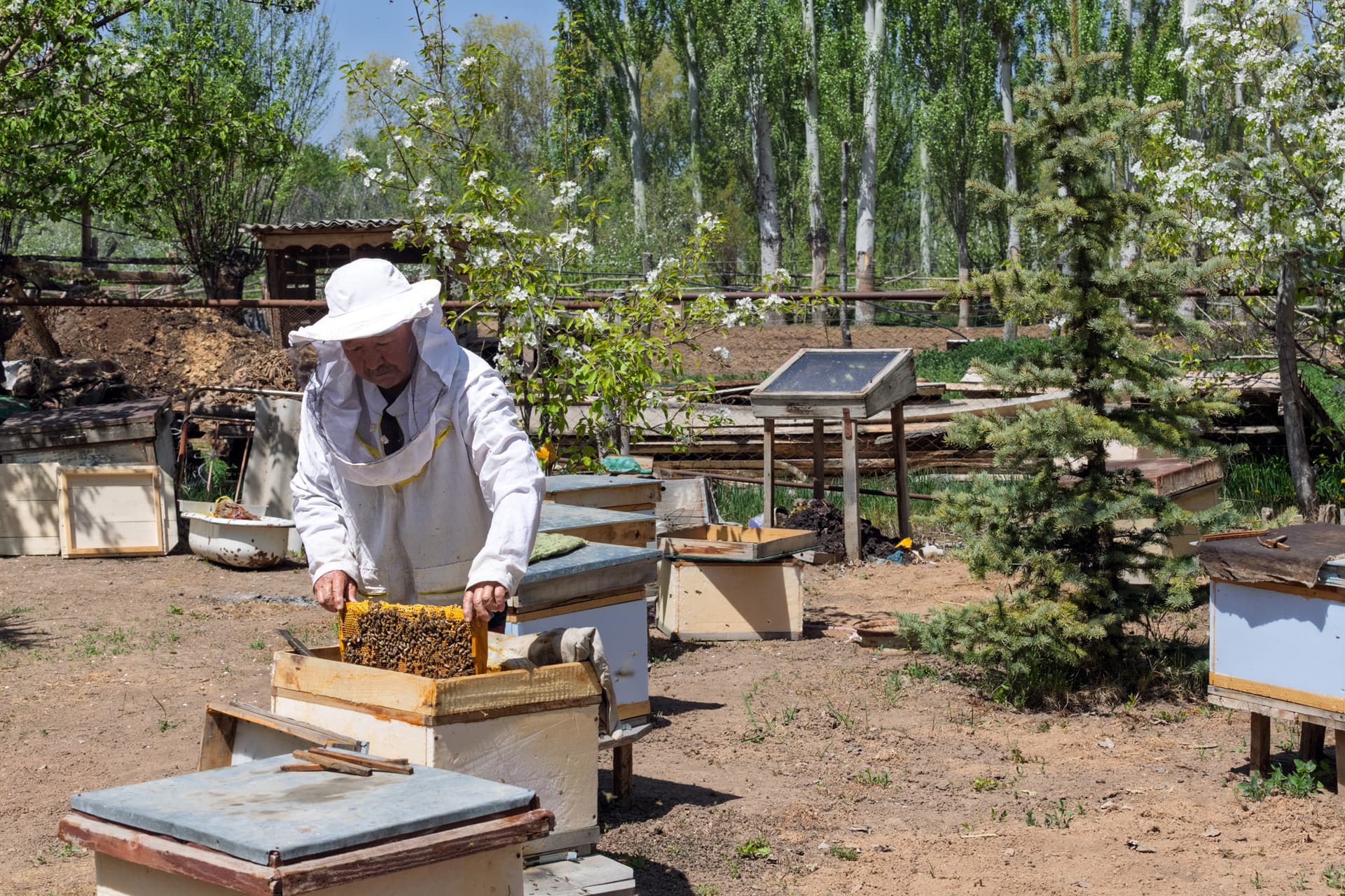 beekeeper harvesting honey